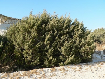 Juniperus phoenicea conifer water filter biolib.cz (Pavel Bursik)